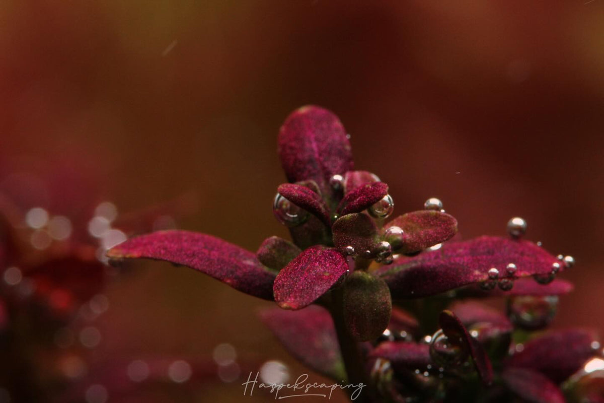 Instagram-Beitrag von @haspek_scaping