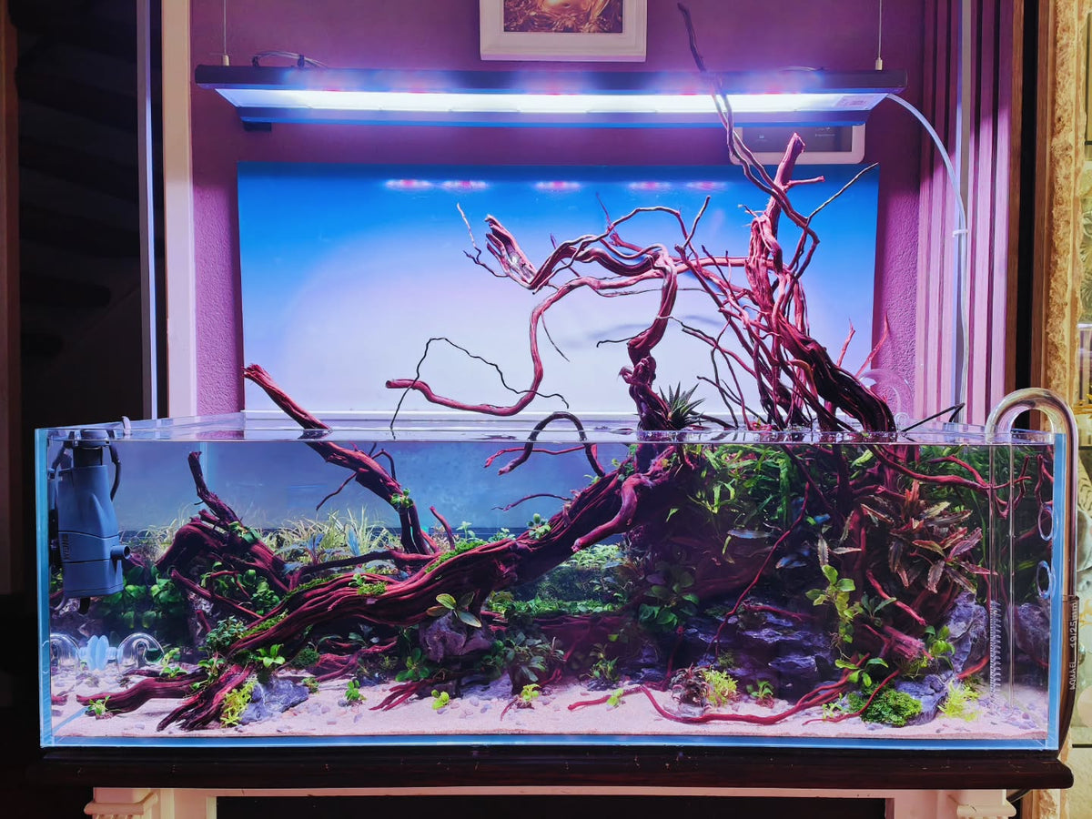 Instagram-Beitrag von @aquascapebarendrecht
