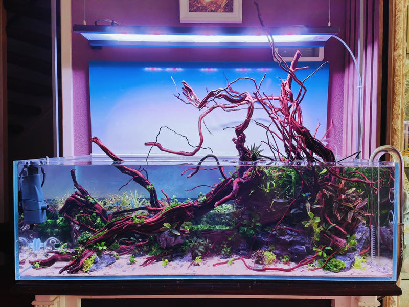 Instagram-Beitrag von @aquascapebarendrecht