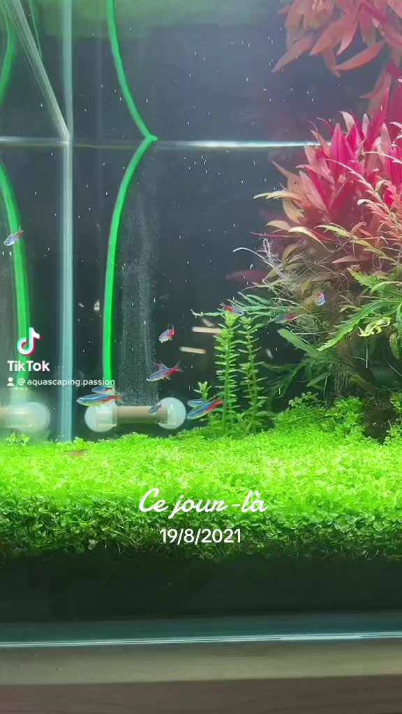 TikTok-Video von @aquascaping.passion
