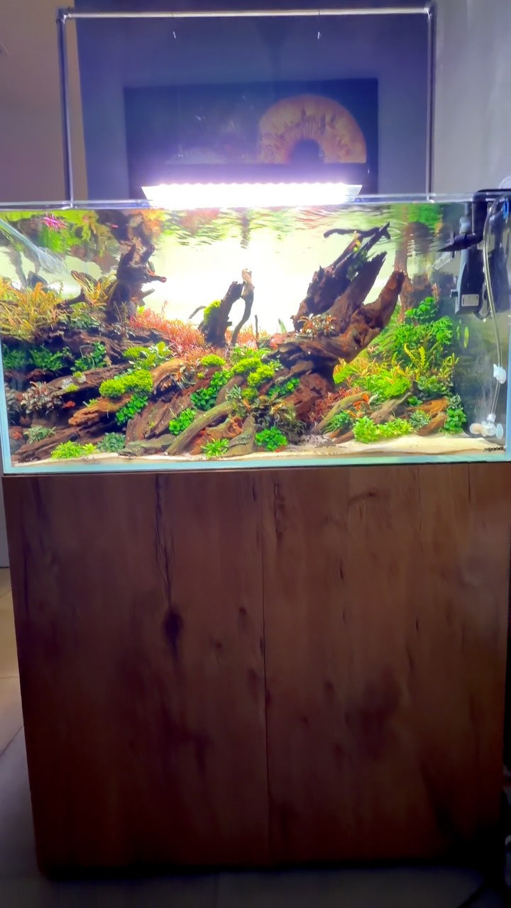 Instagram-Beitrag von @aquascaping.passion