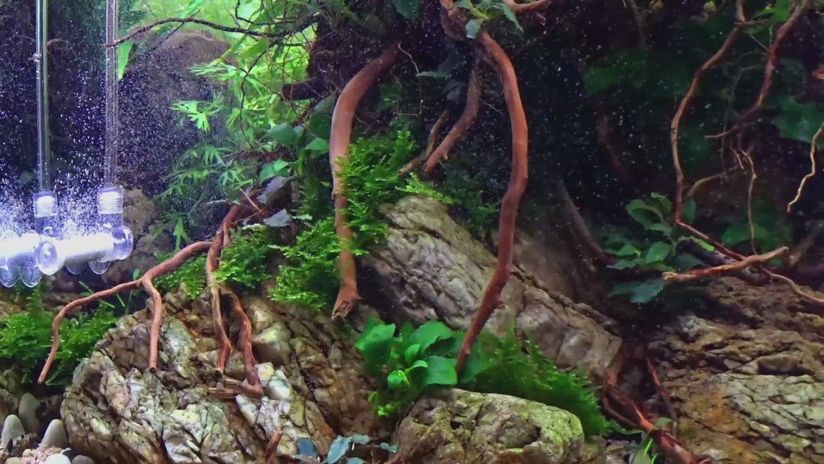 Video laden: Bubbles like dust: Bazooka in-tank and inline diffusers turn CO2 into a fine mist