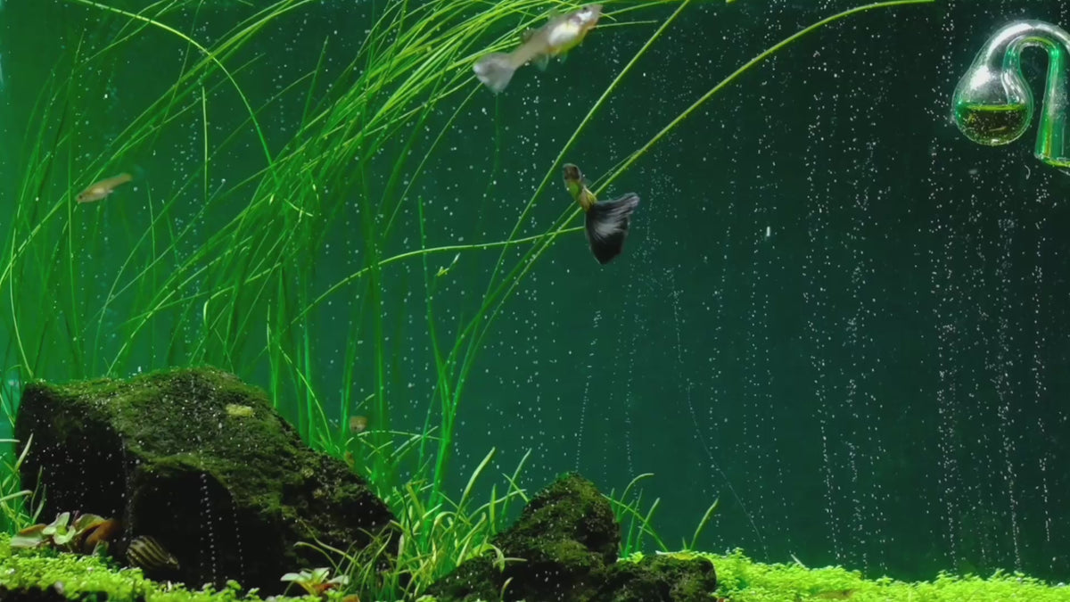 Video laden: The most advanced CO2 systems for planted aquariums: dual-stage regulators, diffusers and complete kits